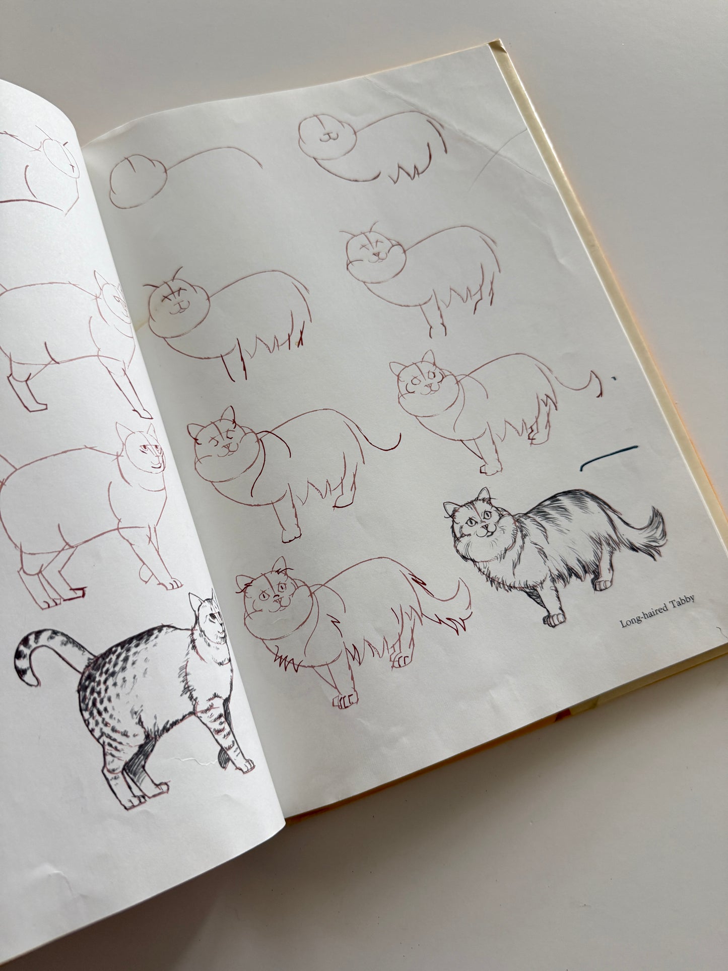 Draw 50 Cats Art Book